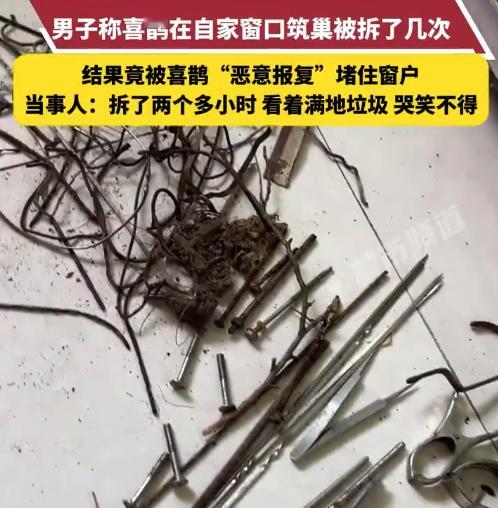 “千万别得罪喜鹊！”4月30日都市报道报道，山东青岛，一男子多次拆掉厨房窗外的喜