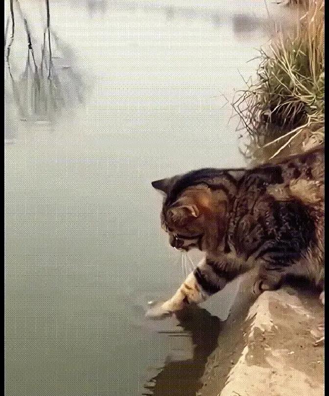 猫一抬爪，鱼自己跳上岸我蹲河边十分钟，看见一只橘猫把爪子插水里抖三抖，一条