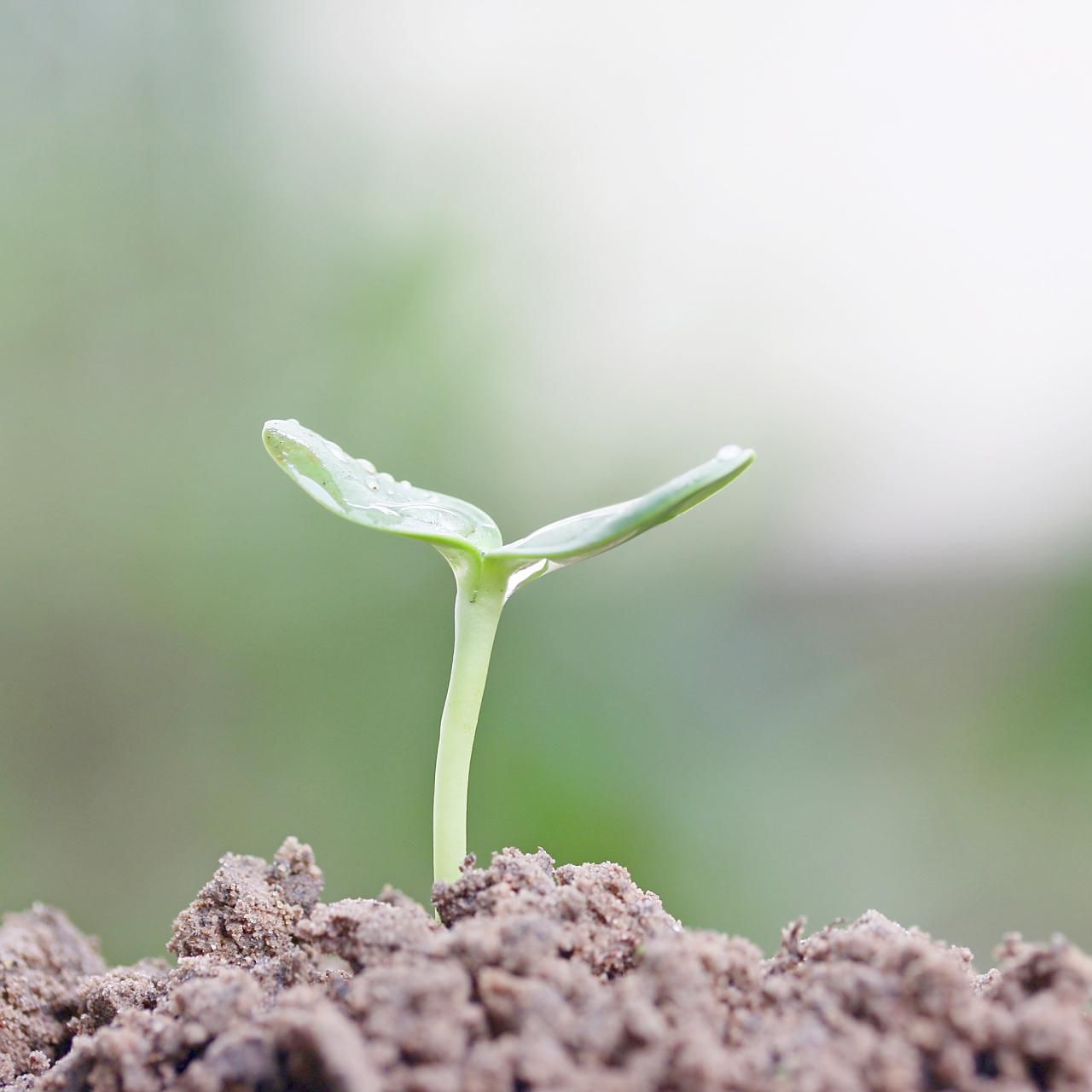 ＃分享每天的感悟＃每一日都是一颗希望的种子，只要用心浇灌就会发芽开花。