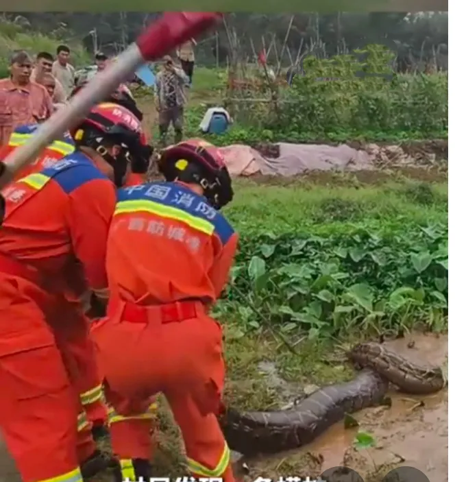 3月13日，广西防城港的一名村民在自家菜地中意外发现了一条蟒蛇正在悠闲地散步。这