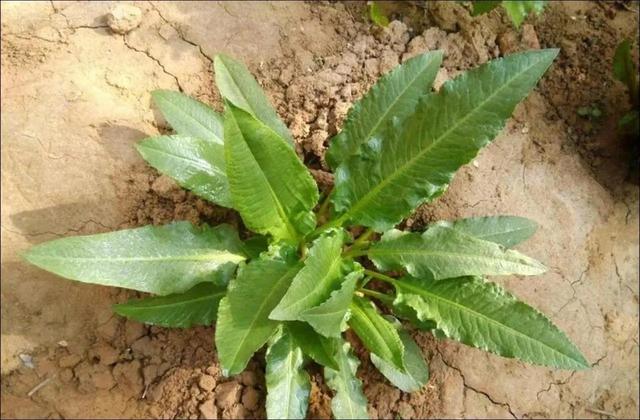 俗称“通便草”, 又有“肿瘤草”之称, 味酸如醋, 如今一株难寻