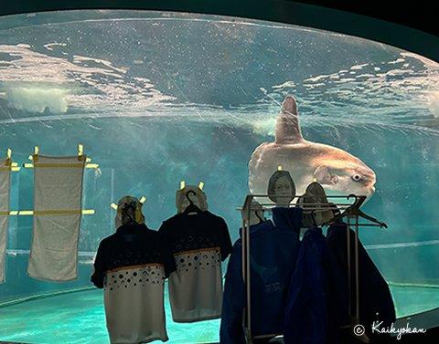 日本海峡馆水族馆的一条翻车鱼在翻修期间游客停止参观后变得孤单寂寞，据报道，它拒绝