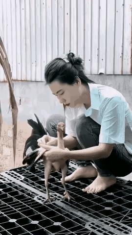 天气太热了，得让鸡凉快凉快。