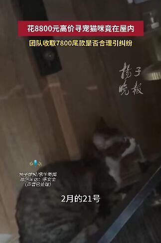 这事儿听起来挺离谱的。上海一位陈女士，自己养的猫在朋友办公室玩，找不到了。窗户开