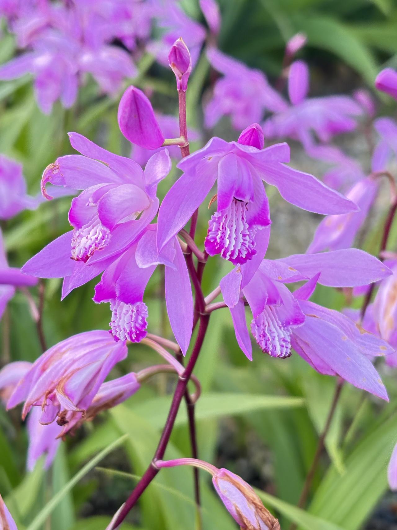 1.紫花大白芨，紫红色形状像兰花的植物是大白芨。它是兰科植物，花瓣呈现优雅的