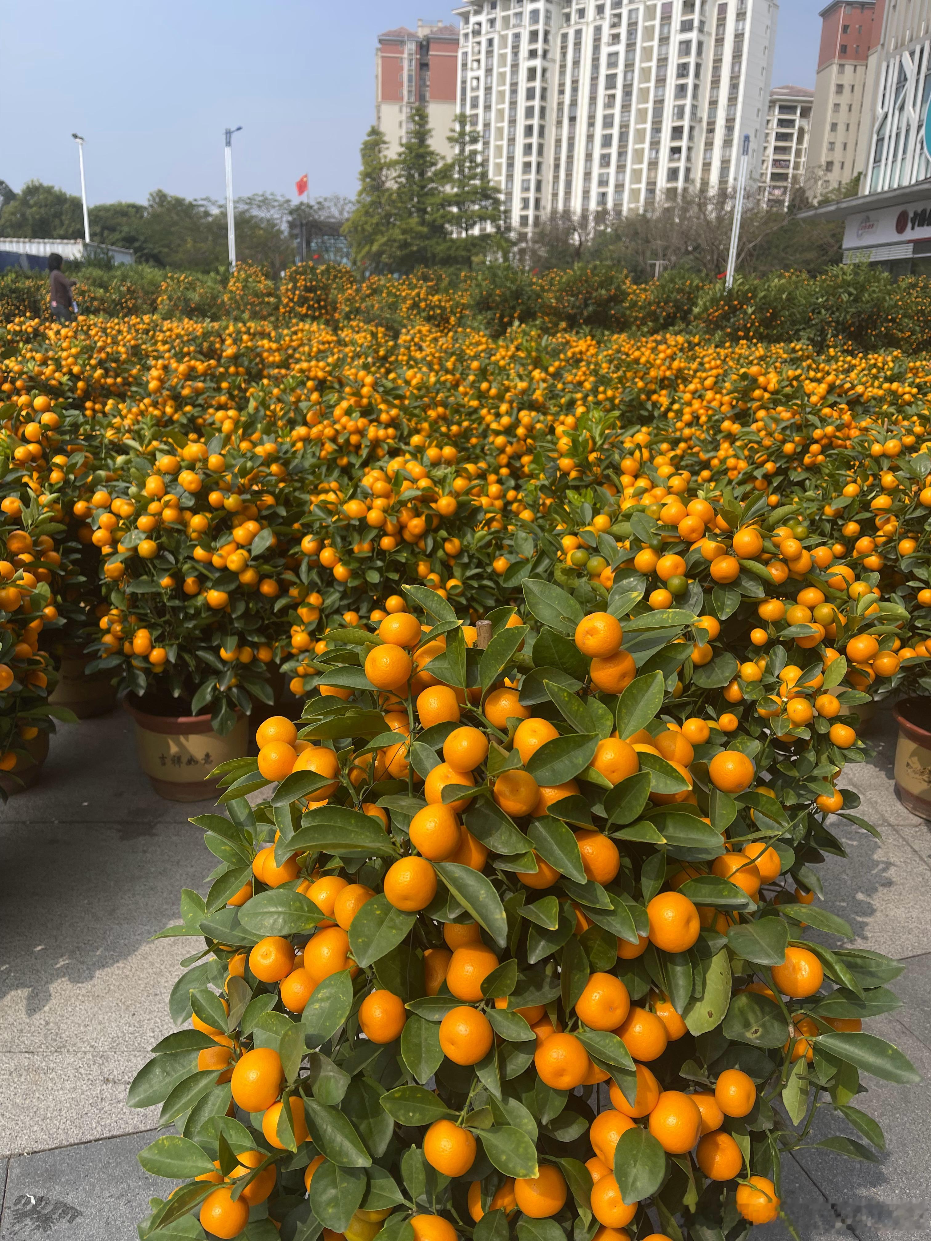 还有一个来星期就到春节了年味开始越来越浓了年花开始摆出来了春节