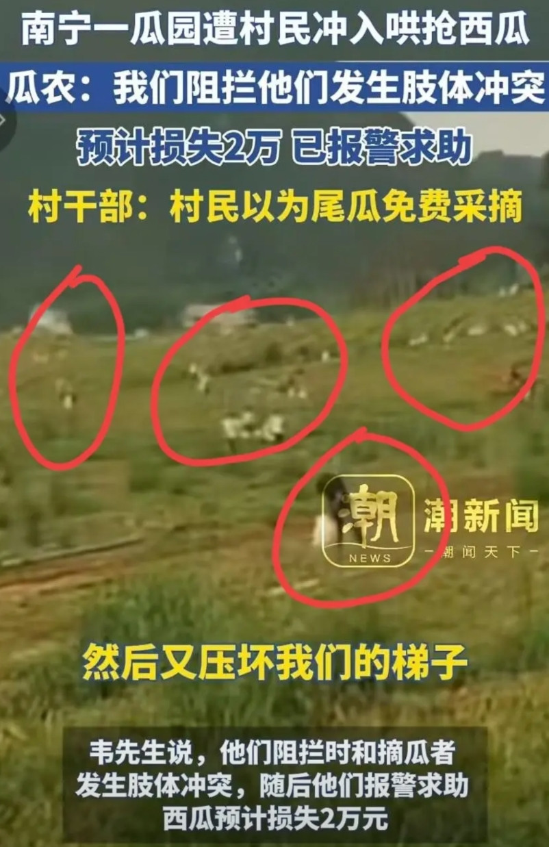 无耻的人是真多啊！瓜农种植了280亩西瓜，还没有摘多少，就被村民开车冲进去哄
