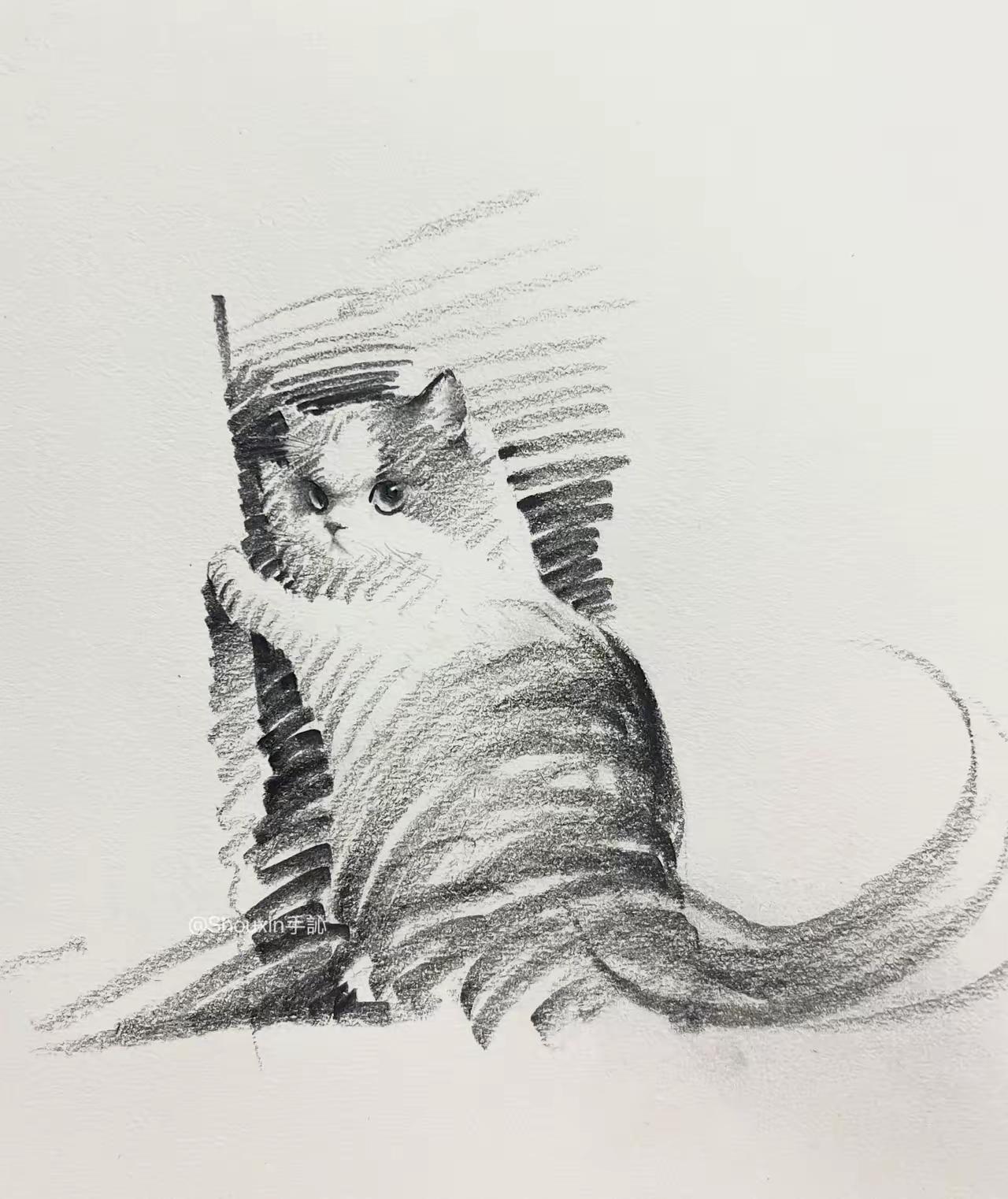 這组猫咪跑动素描，画的精彩极了！[doge]动态捕捉的精準！运筆用线生动且简约！绝对是