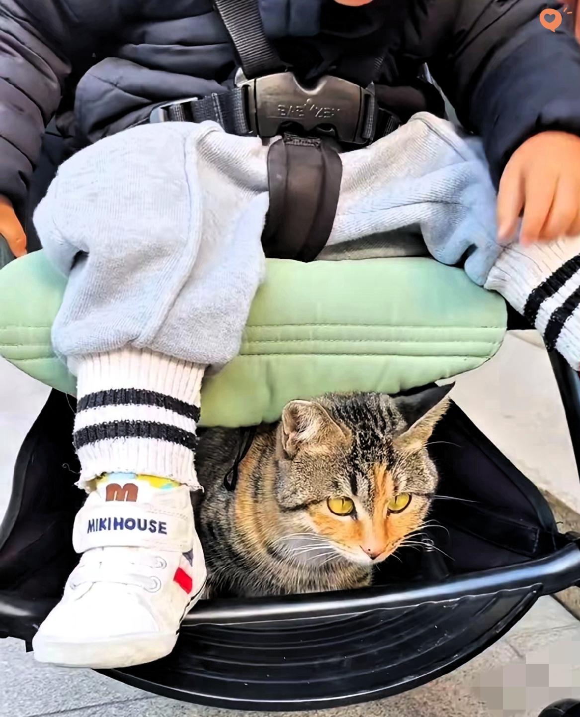 谁能抵得住这份双向奔赴的温柔啊！华龙寺的流浪猫溜进宝宝婴儿车，小家伙没哭没闹