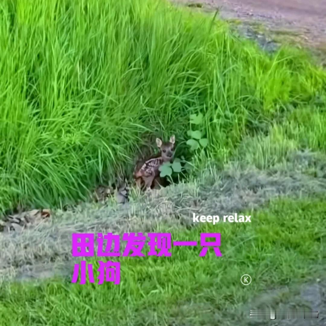 早上去地里摘菜，在田里发现一只灰色带斑点的小狗。小狗躲在草丛中，小眼睛睁得鼓鼓的