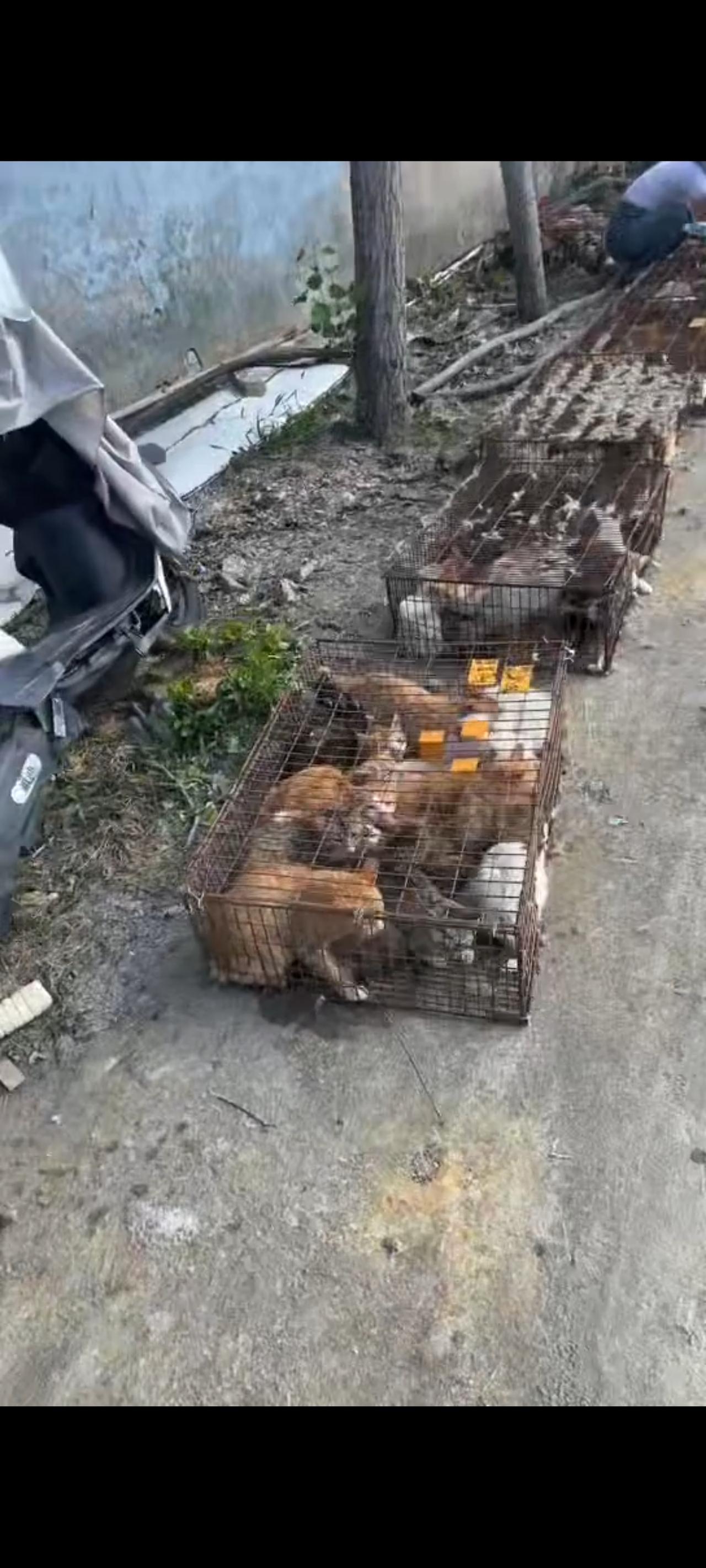 好家伙眼前的画面简直让人不敢想象，成群结队的流浪猫，就这么被猫贩子给肆无忌惮的摆