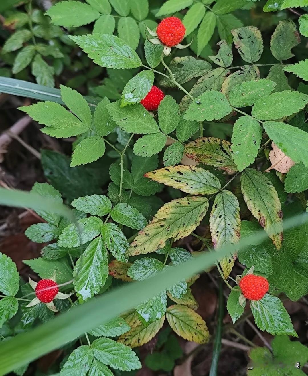 农村奶奶一声“嗯”，藏着比癌症更沉的爱辽宁一个小女孩得了严重的癌症，回到农