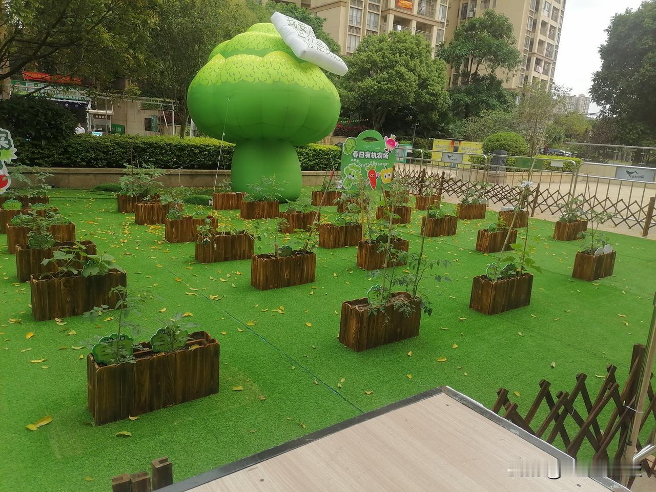 沃尔玛门口也搞了一块地，认领种植蔬菜和水果，让爱好农业的人有用武之地！