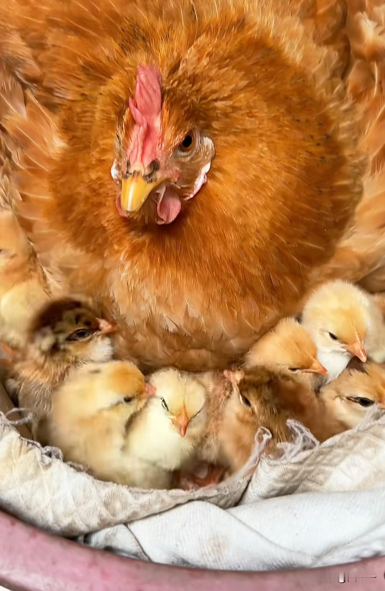 农村散养土鸡的养殖周期太长了，从抱窝孵蛋到长大要一年的时间。我家的这一窝小鸡