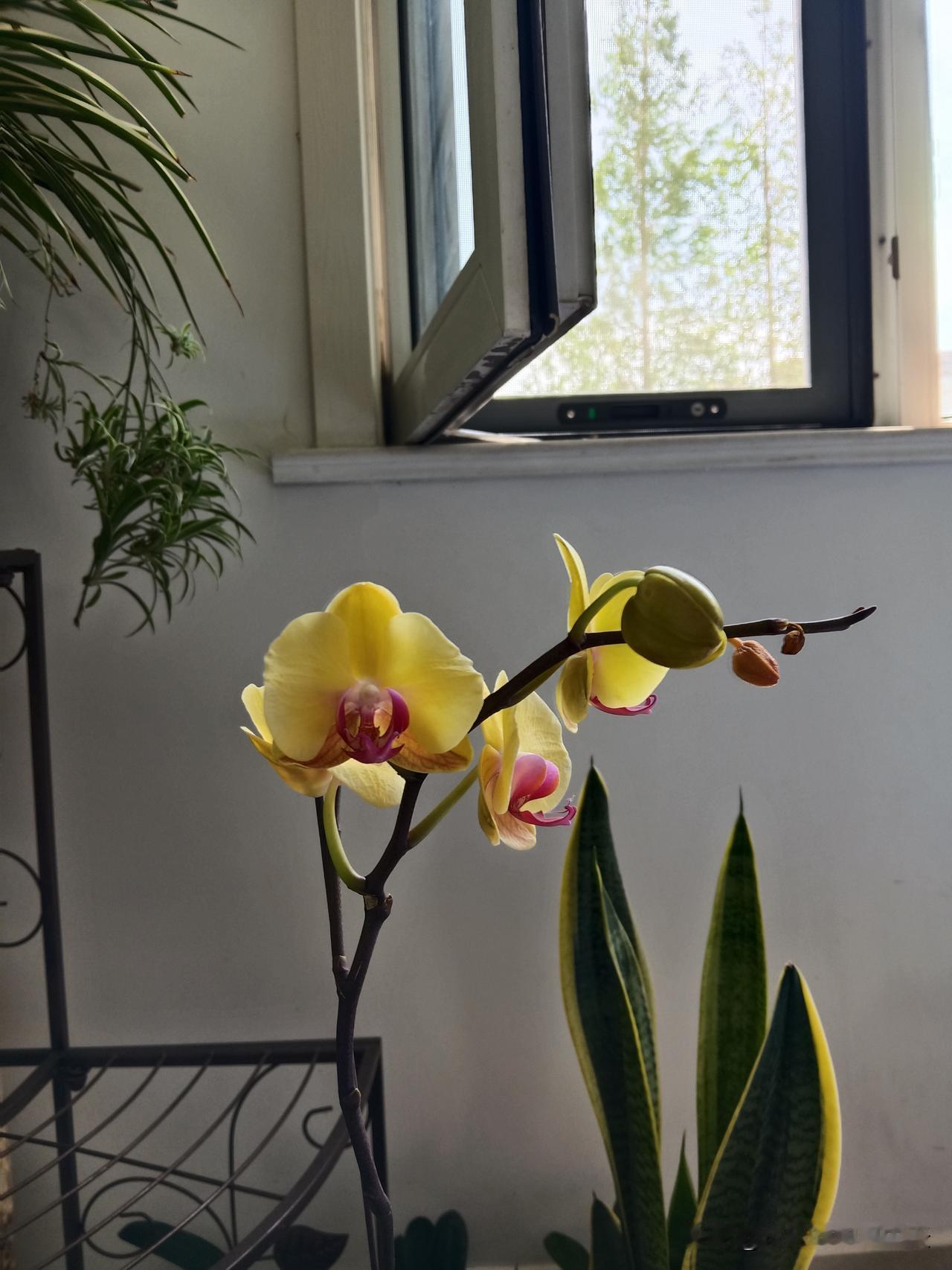 12生肖的贵人属羊的人，贵人多是伴侣。属蛇的人，贵人大多是自己。属龙的人，