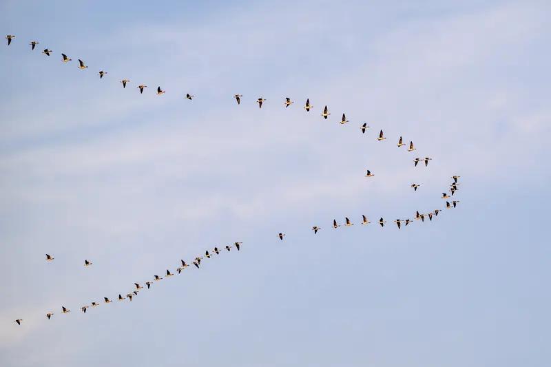 山东东营黄河口候鸟栖息季，本是观鸟赏景美事，却出了糟心事。1日，有网友爆料无人机