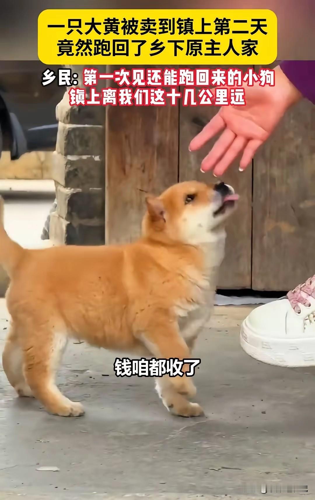 万物皆有情！这只大黄狗的故事，看得人心里酸酸的。小狗被卖到十几公里之外的镇