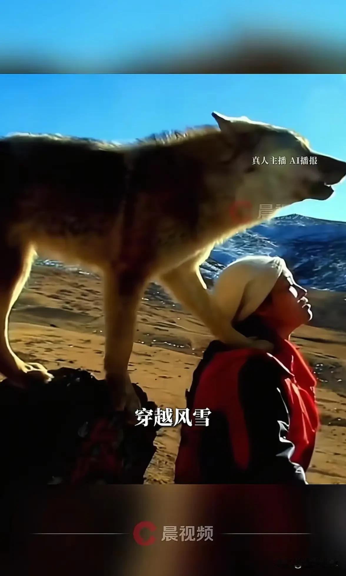 《重返狼群》又回到了人们的视线，那个关于生命、自由与深爱的草原传奇，那只小狼格林