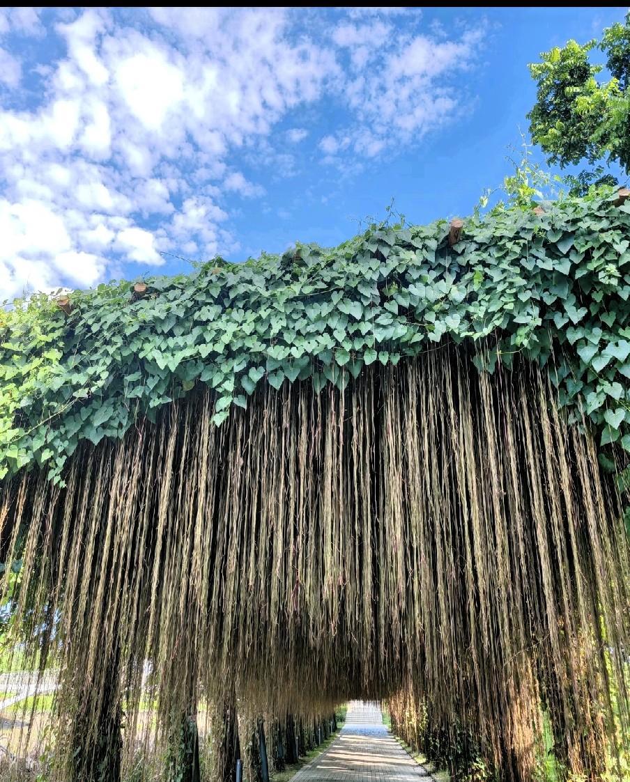 这两天心不在焉，偶尔发一条，流量惨淡。想不写，又舍不得。其实这是一种病，得治