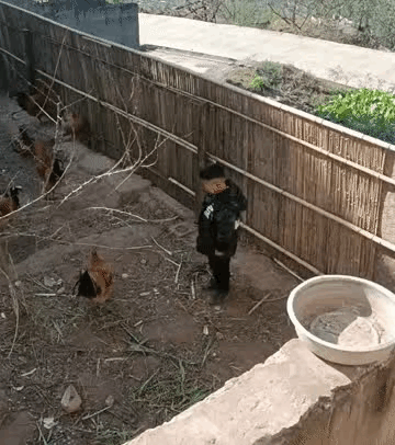 大公鸡没有安全意识啊，人家小孩哥就是想吃肉了。