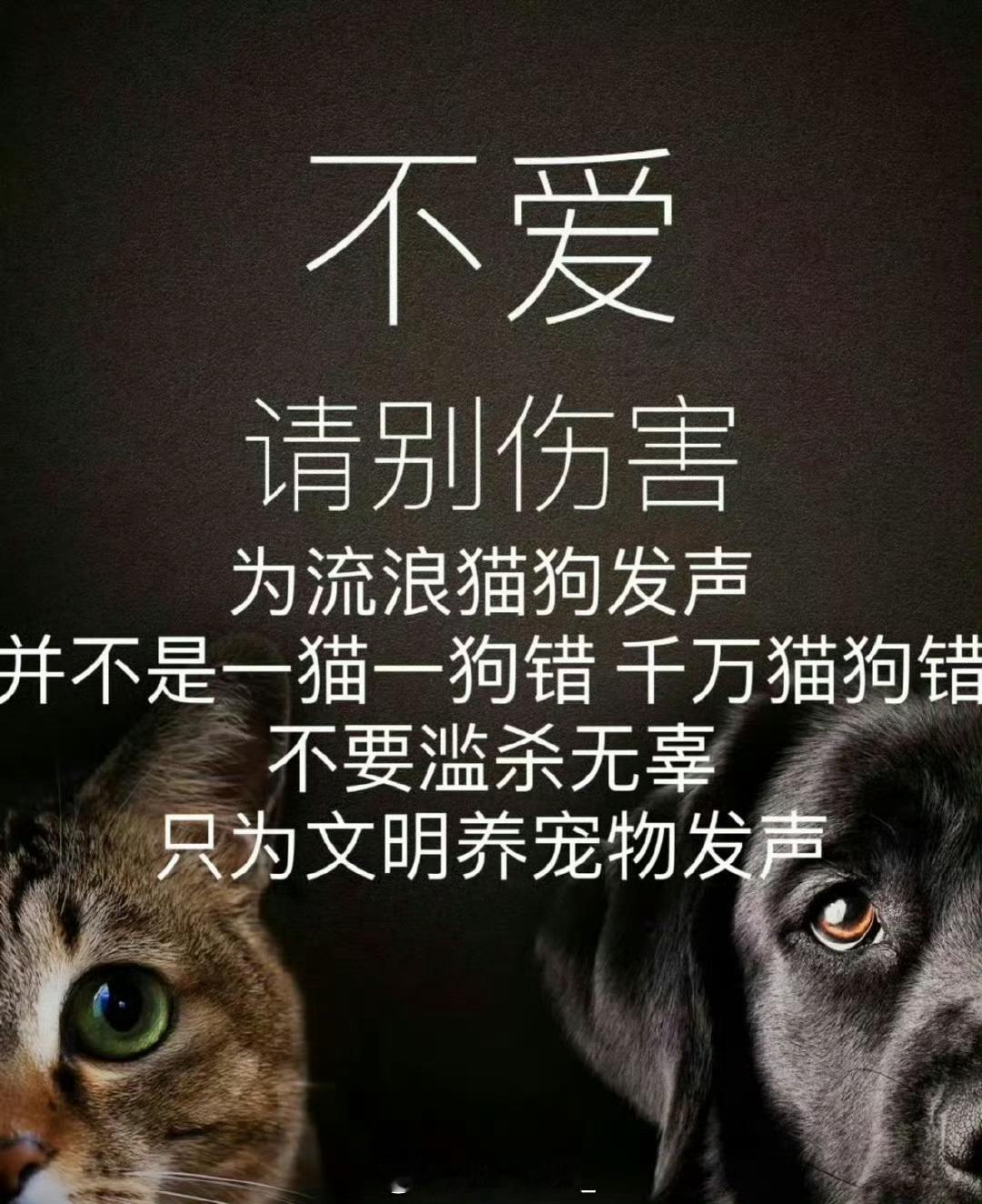 地球不只是人类的家没有谁出生就愿意流浪虐待猫狗只字不提肆意捕杀流浪猫狗刻不容