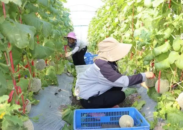 山东寿光农民南下海南种瓜，300亩年入300万，全村半数盖起小洋楼！这波“北瓜南