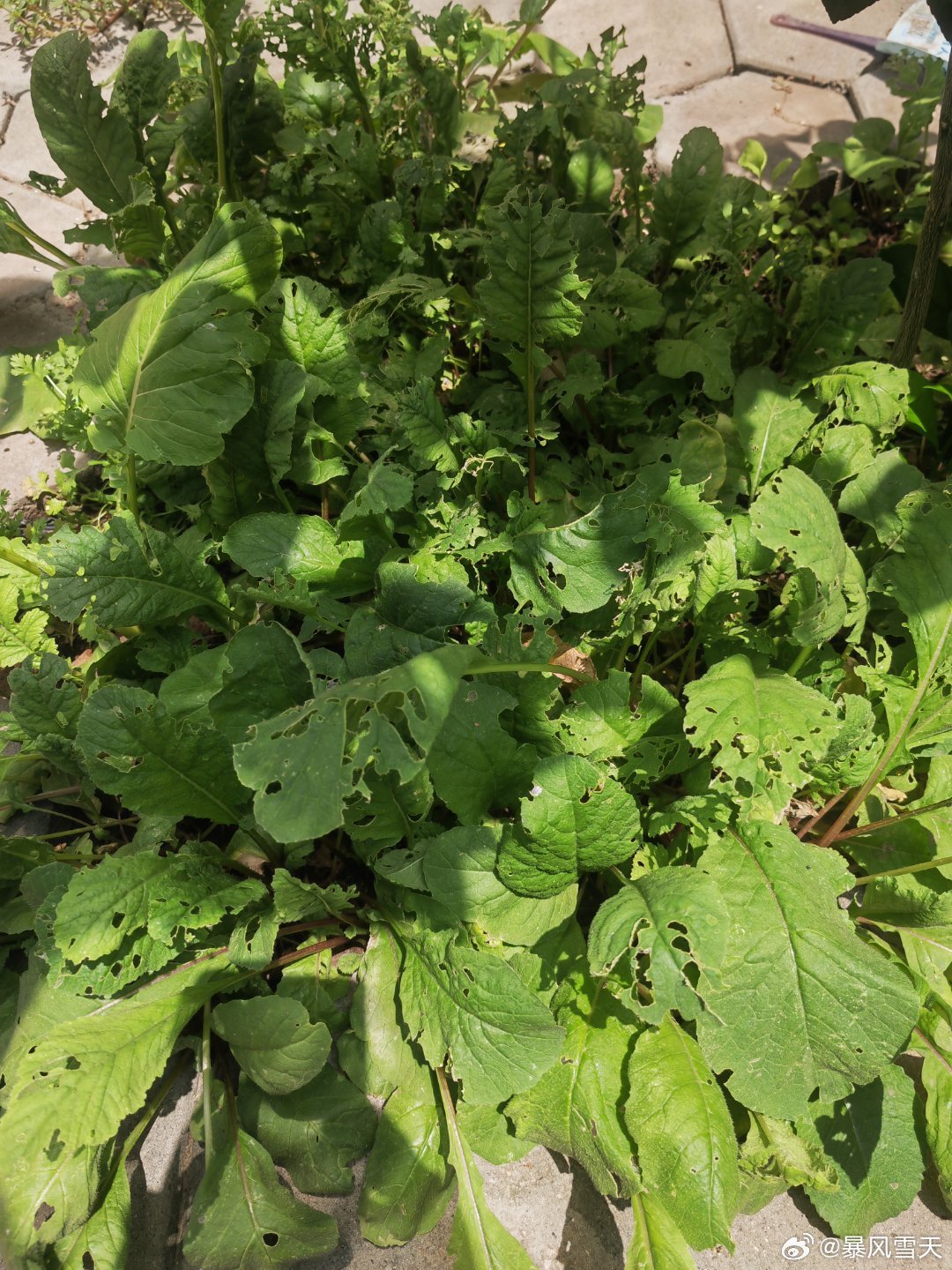 自己种点菜，不打药，都快让虫子吃光了。​​​