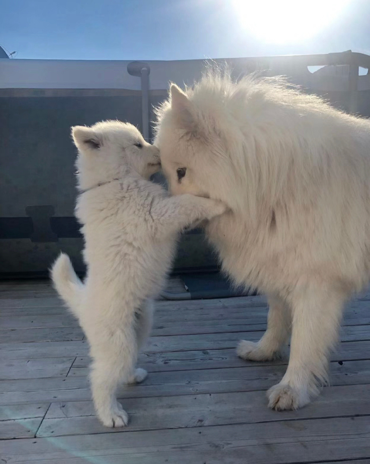 麻麻你听我解释，寒假业全被隔壁小金毛给吃掉了耶，没关系的，开学我自己去跟边边老