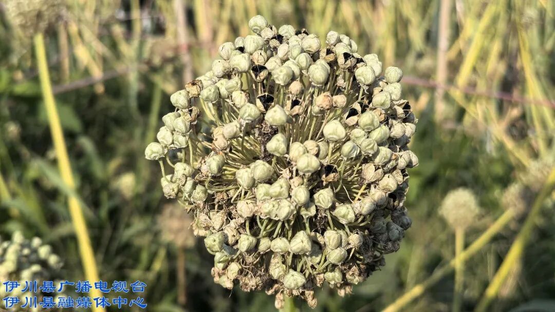 伊川: 满地葱绣球 抛给勤劳育种人