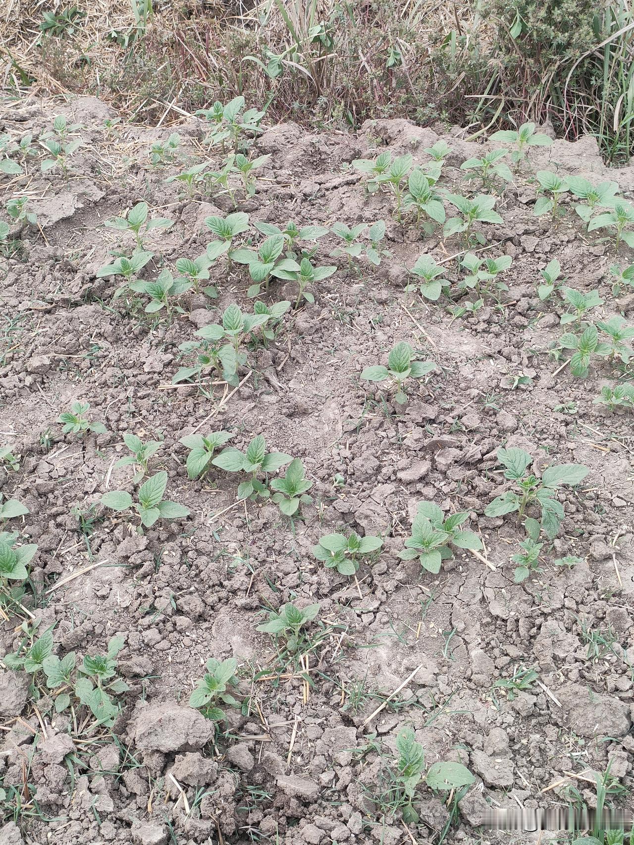 小麦收割完，田里的麦草就是个障碍傍晚加班去田里拔草，沟边种了些杂粮芝麻，趁空把