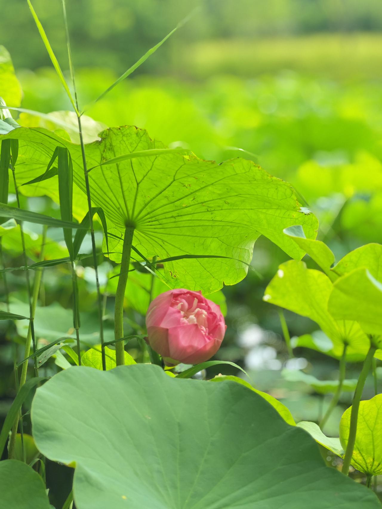 六月荷塘赏荷花，绿意满池夏意浓六月逛公园，荷塘成了最美景致。满池荷叶舒展撑