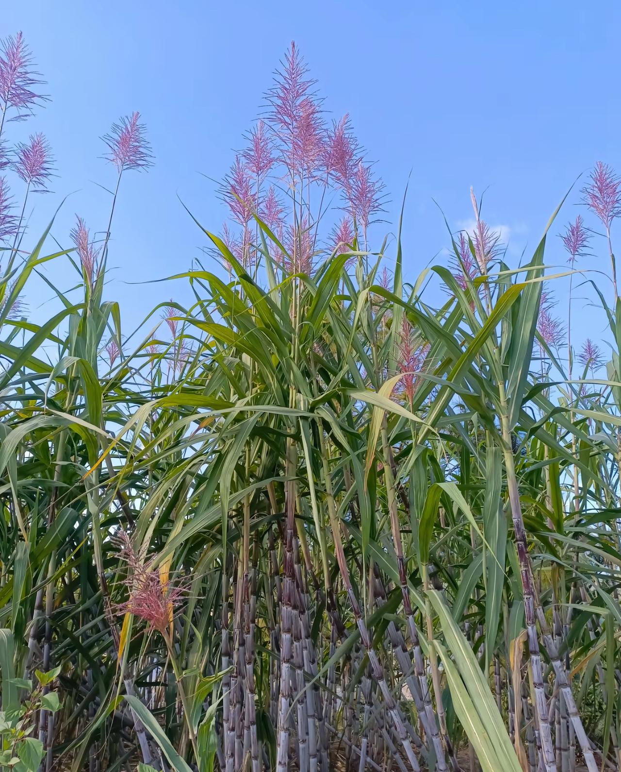 有人不相信甘蔗也会开花，有人不明白甘蔗为什么会开花，更多的人压根就没见过
