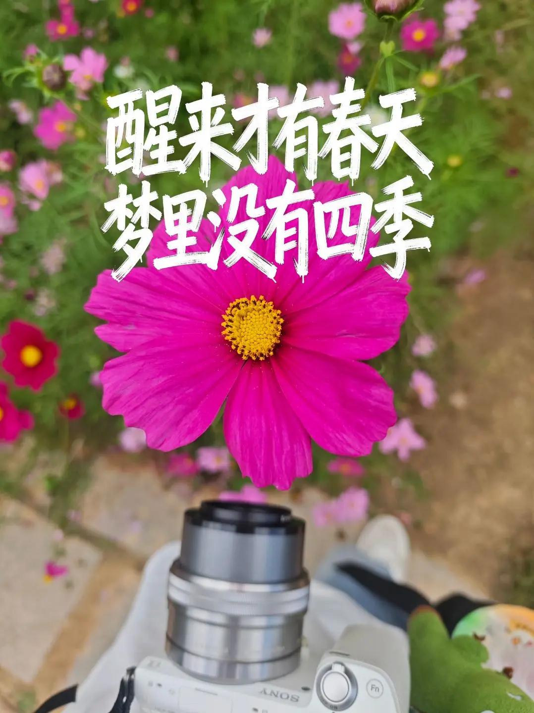 醒来才有春天，梦里没有四季。