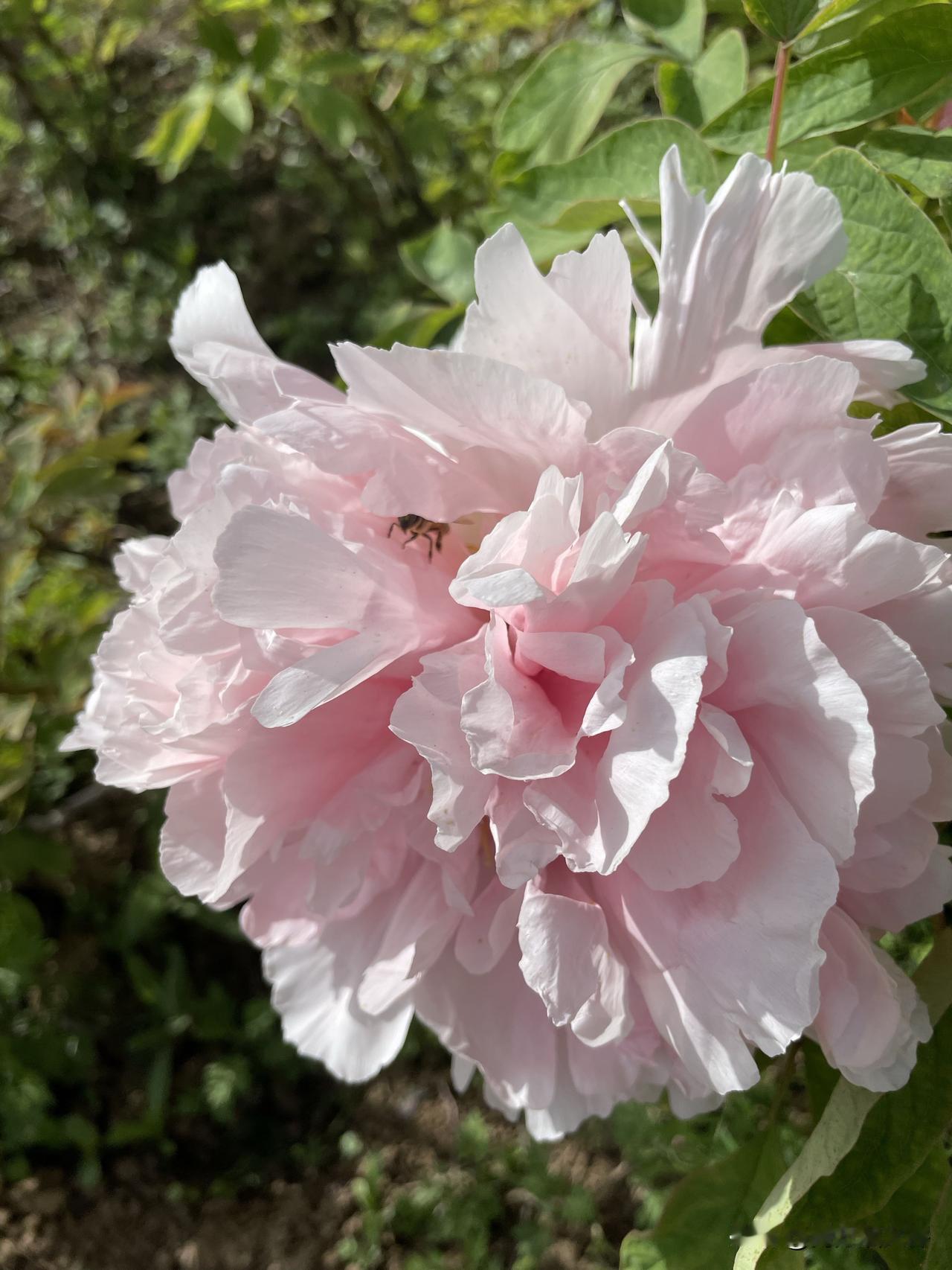 春天里，肯定不缺漂亮的花朵图片哦，手机里保存的牡丹花图片，看不够哦。