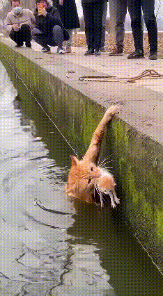 谁看了这只橘猫娘不破防，为了娃真的拿命在扛！河岸边这一幕太