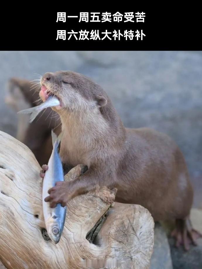 提醒一下你们，明天是周一了。