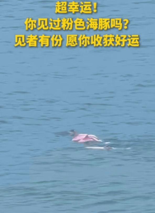 “上人民日报了！”广东湛江，一女子带孩子散步时，瞥见海面黑影，本以为是鲨鱼，忙将