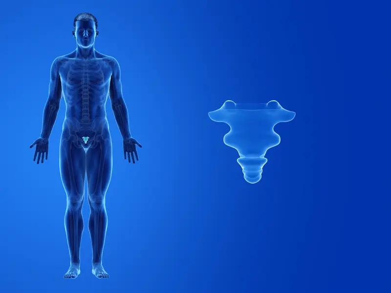 男性器官衰老时间表：1、肺部（lungs）：20岁开始减弱2、大脑（brai