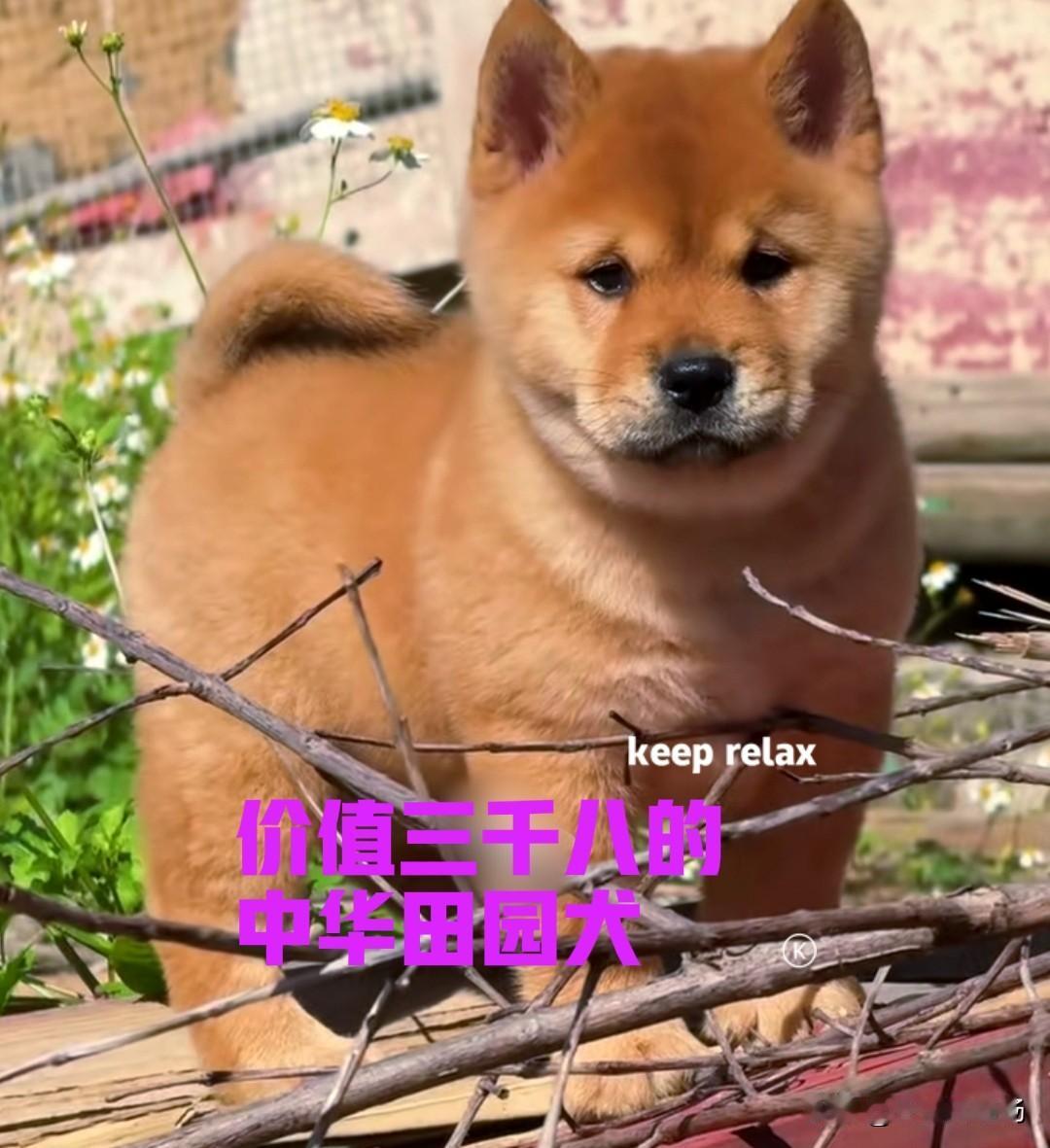 公司的一个同事，最近在网上相中了一只中华田园犬。小狗的品相真的非常不错，典型的虎