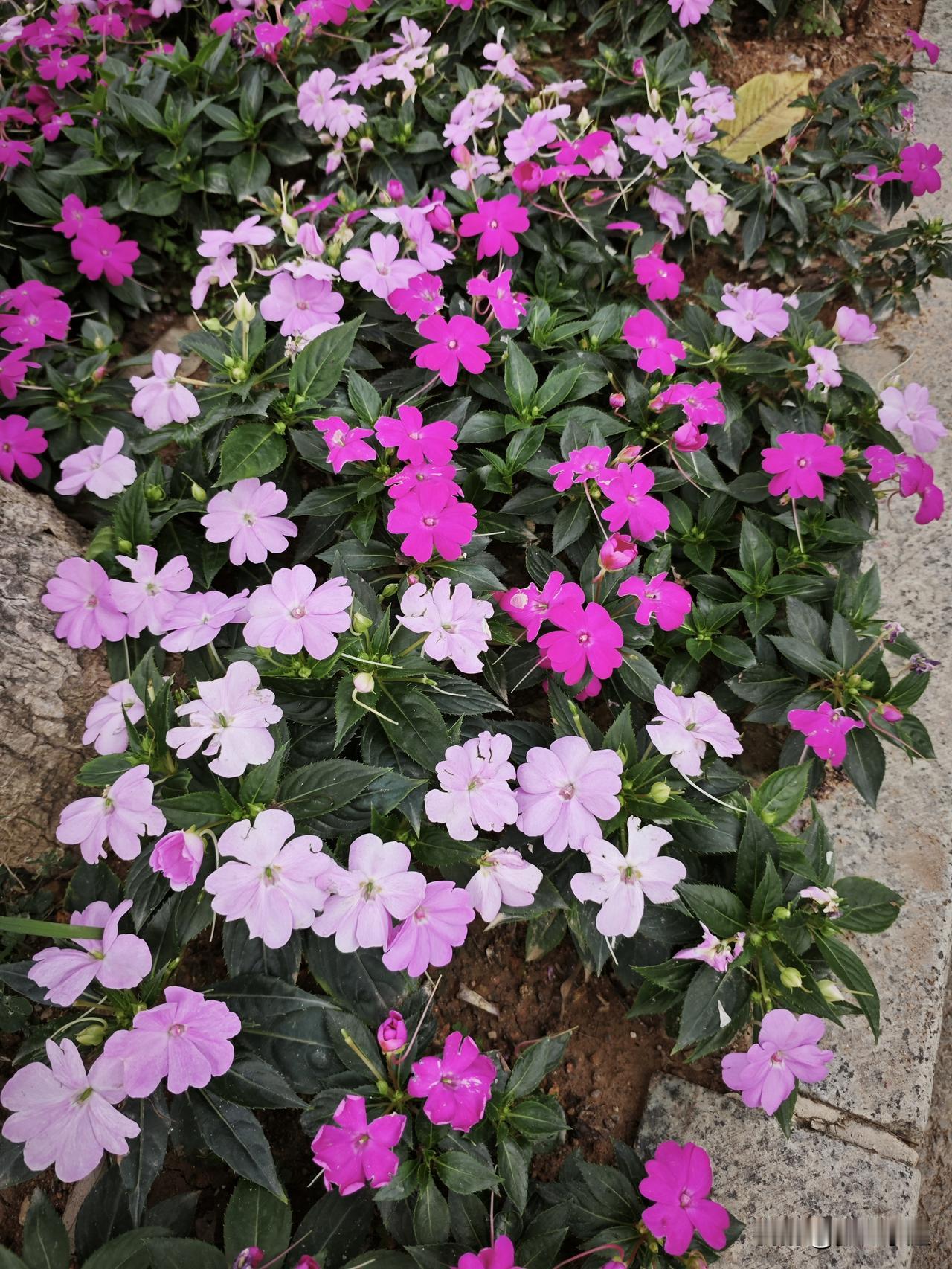 说实话我们家族没有智力那么差的，哪怕不怎么聪明，也不至于傻到这个地步，我们家目前