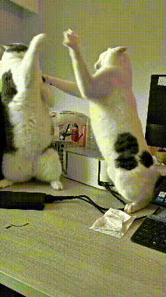 注意看！这俩损猫跟主人蹭单位去了，结果搁办公桌上直接干起来了！俩货跟武林高手似