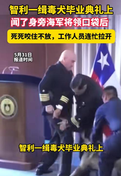 大水冲了龙王庙！5月31日报道，智利一场缉毒犬毕业典礼上，一只即将结业的缉毒犬，