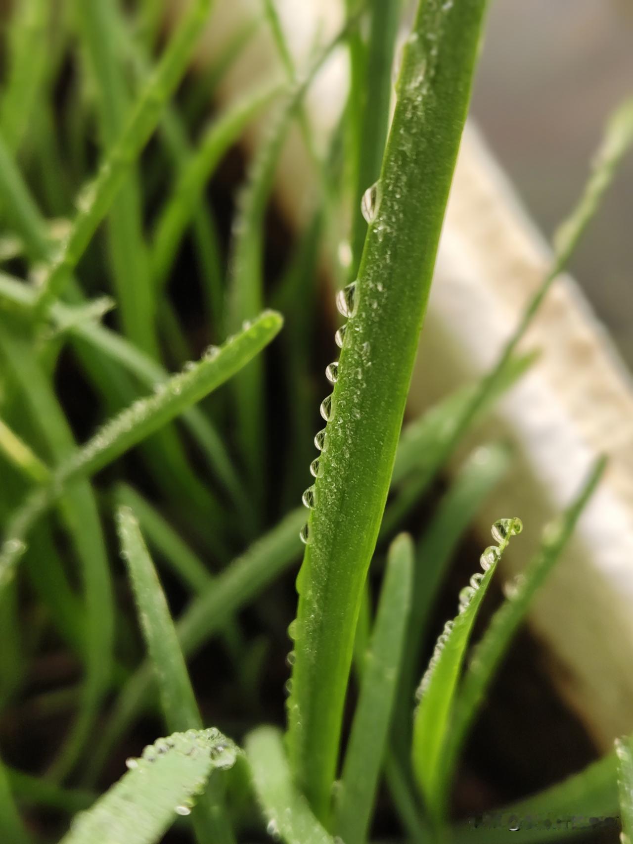 天南地北大拜年晶莹的露珠，预示着今年，风调雨顺，国泰民安...
