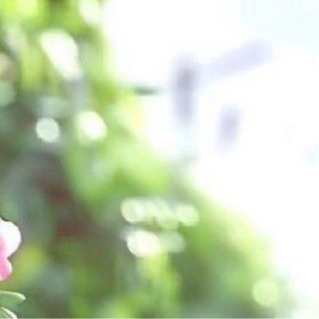 种植1700种植豌豆的方法：一、整地：豌豆对于壤土的要求不高,只要保证土层深厚、