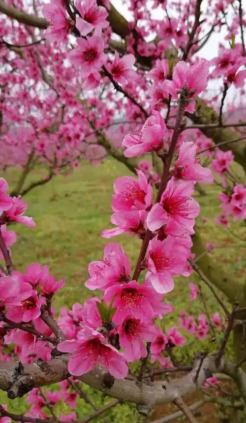 下联2. 夏吟荷韵冬吟梅。下联3. 朝品清茶夜品诗。欢迎大家接着对下联！