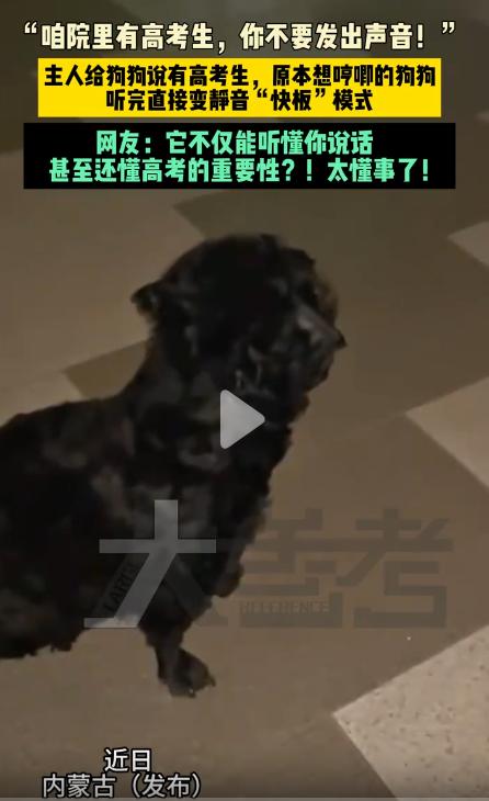 内蒙古，一户人家的狗狗原本正准备哼唧出声，主人轻声提醒它院子里有正在备考的高考生