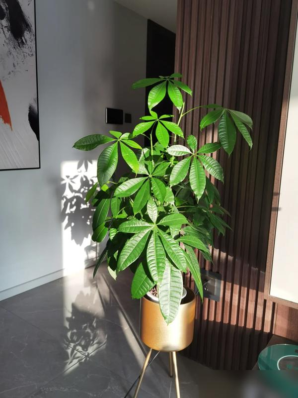 真的被家里的闷味搞疯了！最近刷到好多人吐槽冬天开暖气封闭屋子味大，新装修或有二手