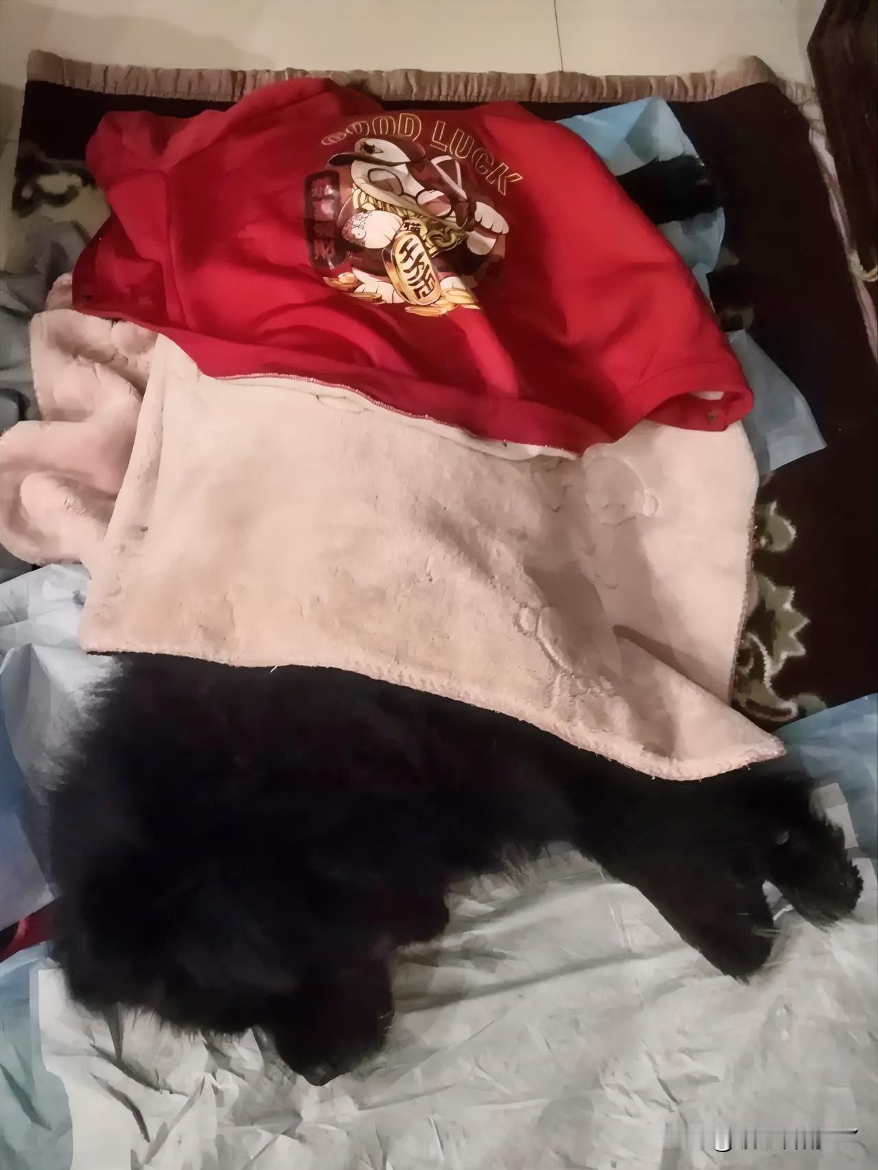 家养的黑松狮已经18岁零5个月，迈入了高龄暮年。它如今走几步便喘息不止，遛弯