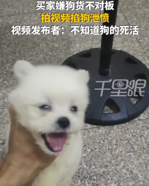 太过分了！男子在网上视频买狗，万万没想到，收到货后，却认为并不是当初挑选的那只，