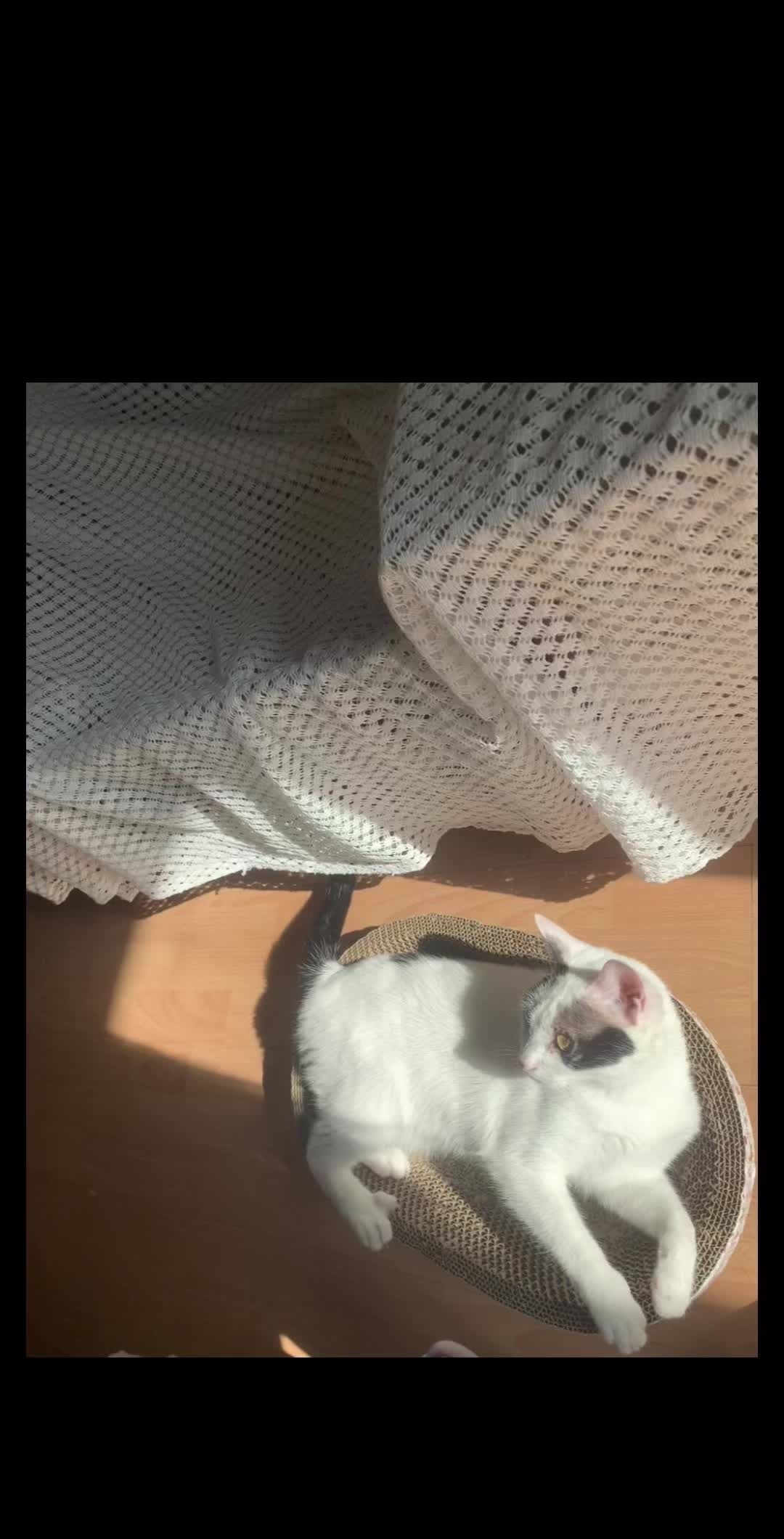 烧猫又欠踩了🐈​​​​​​​​​​